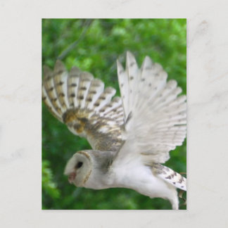 BARN-owl Postcard