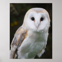 Barn Owl Poster