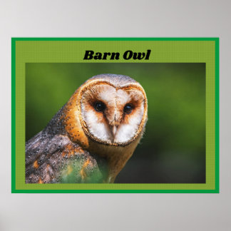 Barn Owl Poster