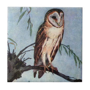 Barn Owl Sitting on a Willow Branch Tile