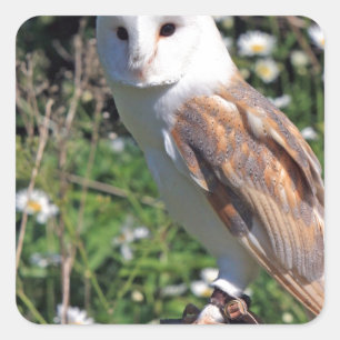 Barn Owl Square Sticker