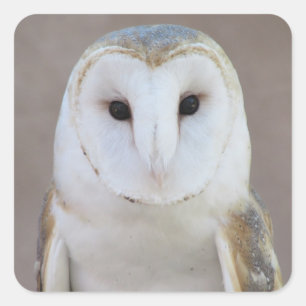 Barn Owl Square Sticker