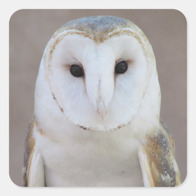 Barn Owl Square Sticker (Front)