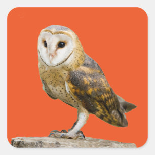 Barn Owl Square Sticker