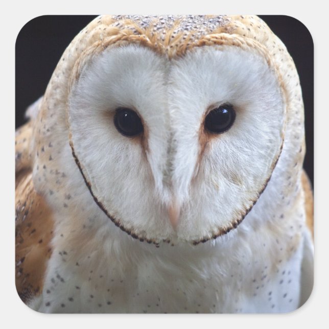 Barn Owl Sticker (Front)