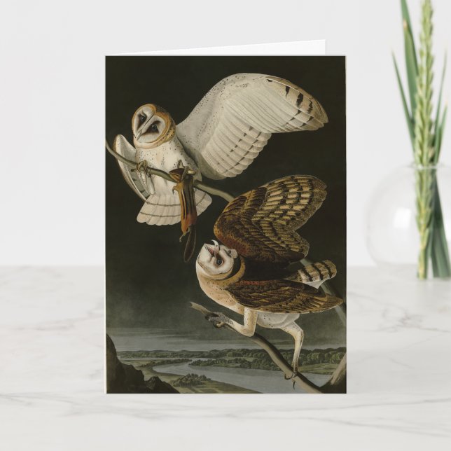 Barn Owl (Tyto alba) Audubon's Birds of America Card (Front)