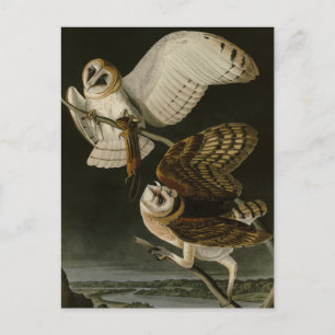 Barn Owl (Tyto alba) Audubon's Birds of America Postcard