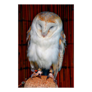 Barn Owl Tyto Alba Bird Of Prey Poster