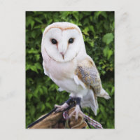 Barn owl (Tyto Alba) on glove