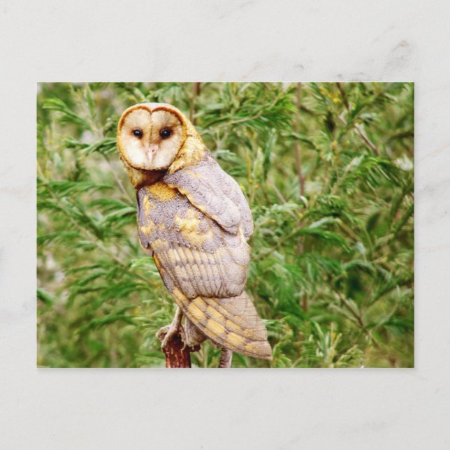 Barn Owl (Tyto alba) Postcard (Front)