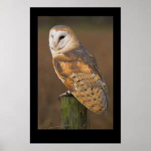 Barn Owl (Tyto alba) Poster