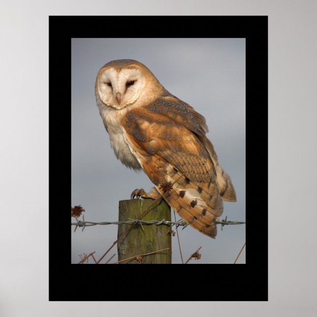 Barn Owl (Tyto alba). Poster by cARTerART (Front)
