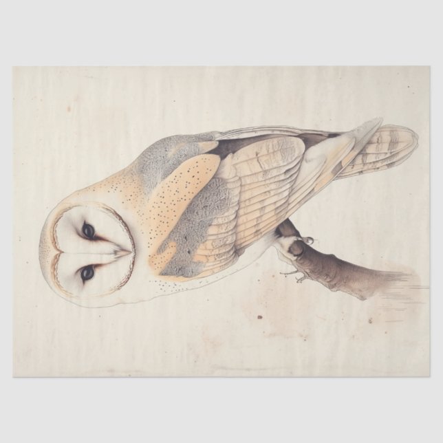 Barn Owl Vintage Decoupage Bird Painting Art Tissue Paper (Front)