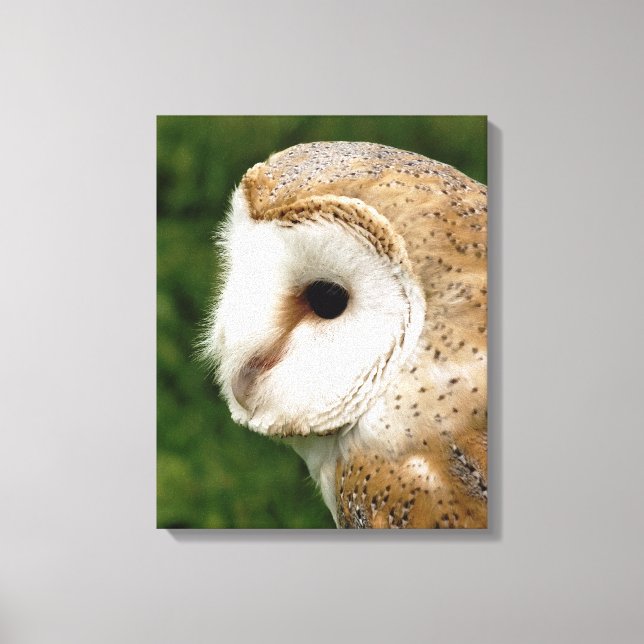 BARN OWLS CANVAS PRINT (Front)