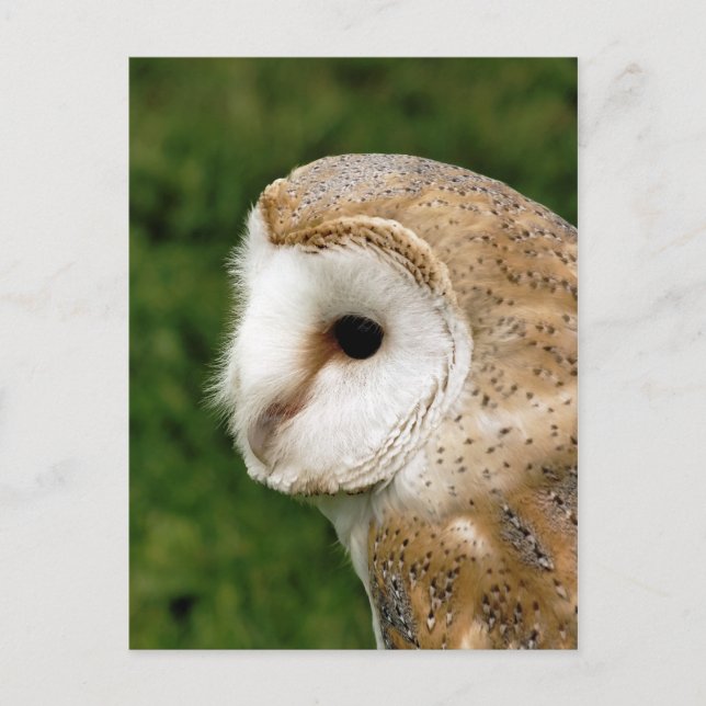 BARN OWLS POSTCARD (Front)