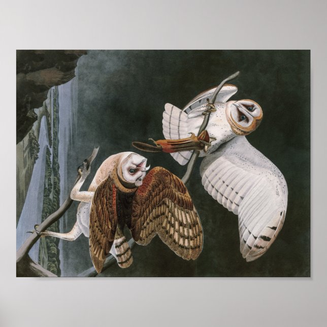 Barn Owls, the Birds of America John James Audubon Poster (Front)