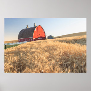 Barn, summer wheat fields near Sprague, Eastern 1 Poster