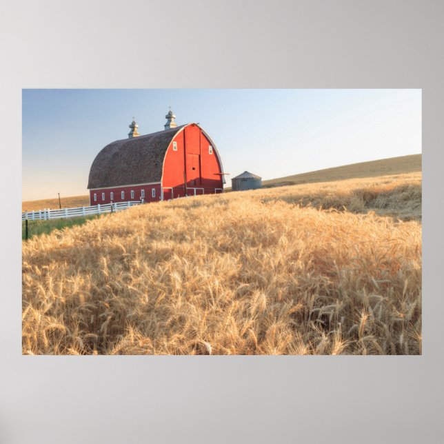 Barn, summer wheat fields near Sprague, Eastern 1 Poster (Front)