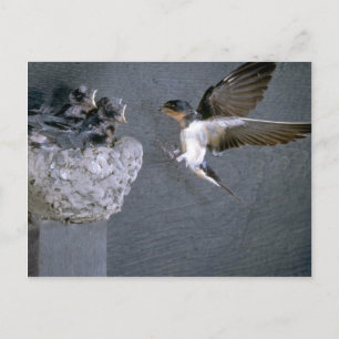 Barn Swallow approaching nest Postcard