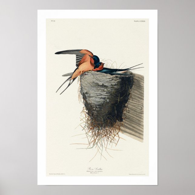 Barn Swallow by Audubon Poster (Front)