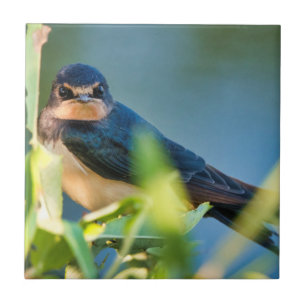 Barn swallow ceramic tile