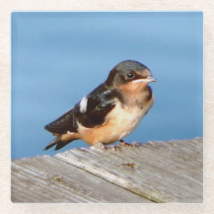 Barn Swallow glass coaster