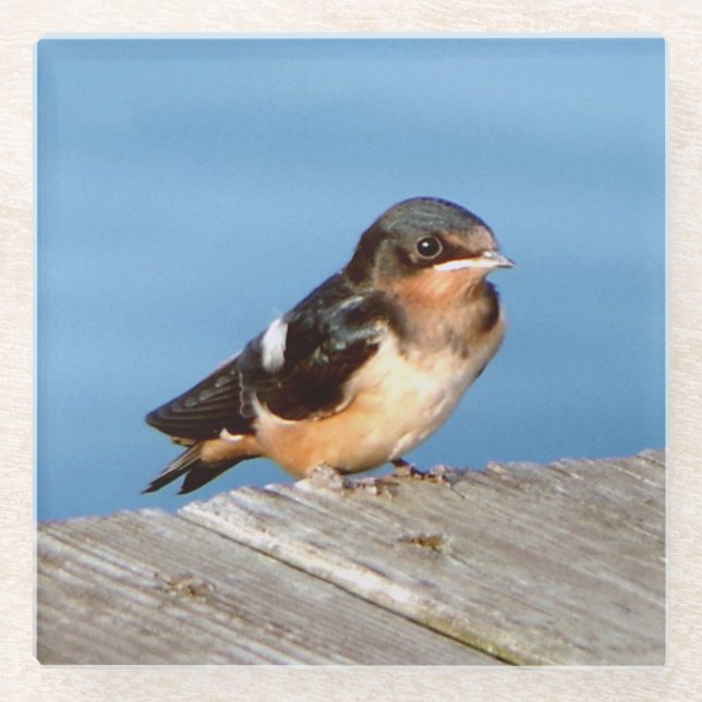 Barn Swallow glass coaster (Front)