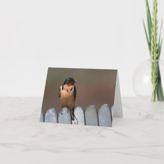 Barn Swallow Greeting Card