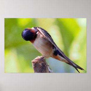 Barn Swallow Grooming Poster