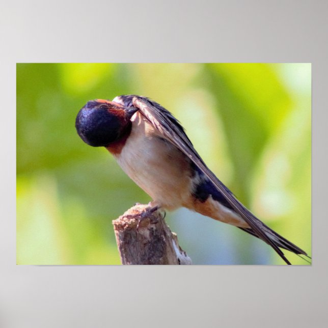 Barn Swallow Grooming Poster (Front)