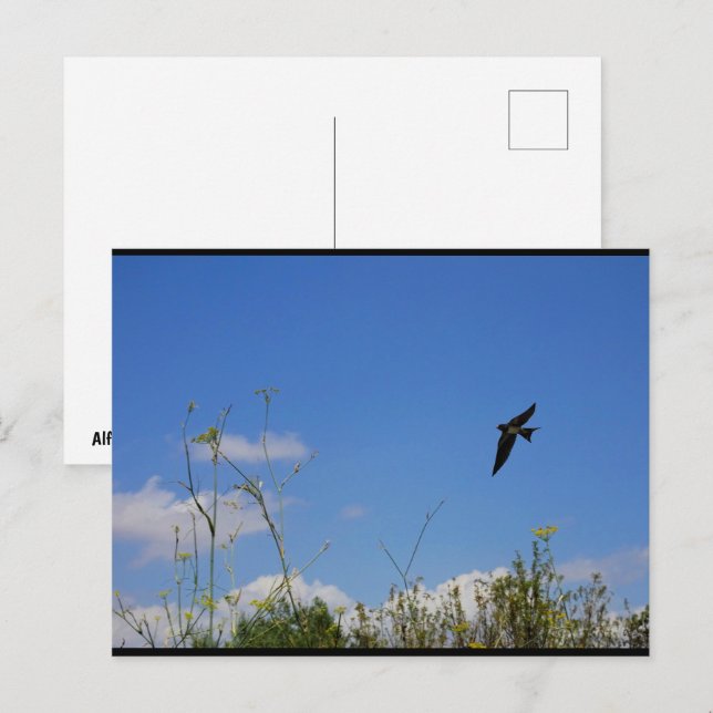 Barn Swallow in Flight Postcard (Front/Back)