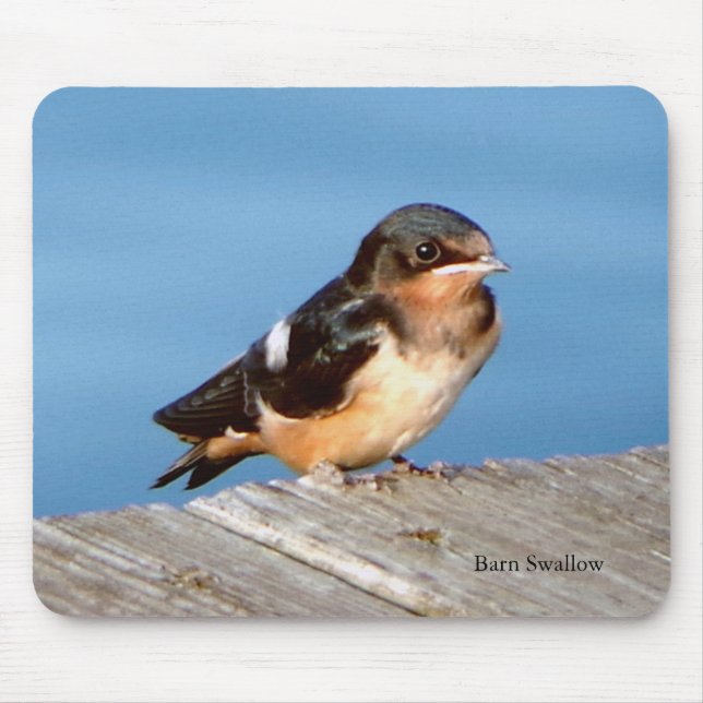 Barn Swallow mousepad (Front)