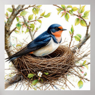 Barn Swallow Nesting on a Blossom-Covered Branch Poster