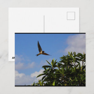 Barn Swallow Open Wings Postcard