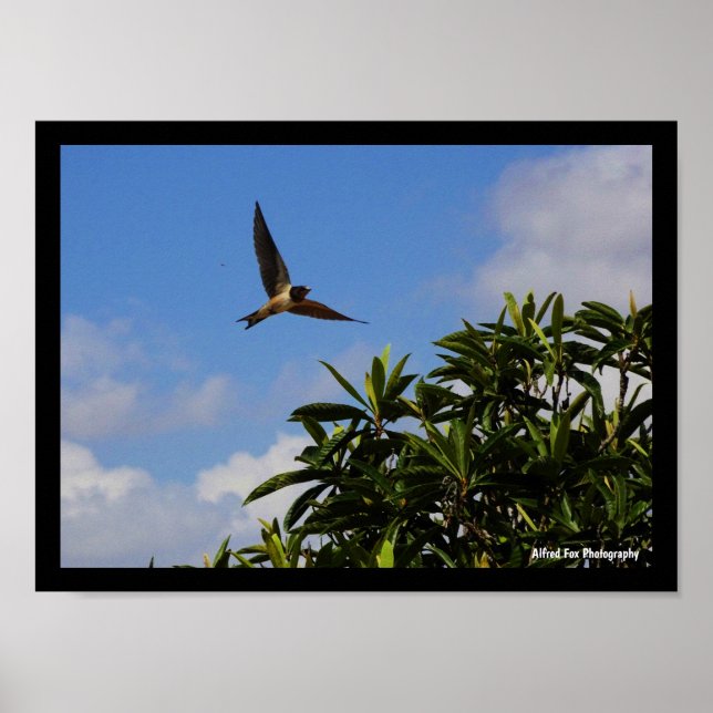 Barn Swallow Open Wings Poster (Front)