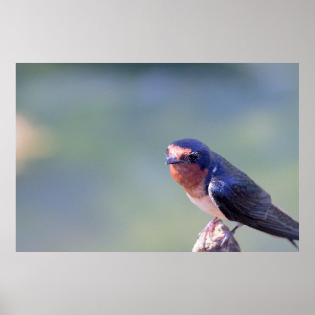 Barn Swallow Photo Poster (Front)