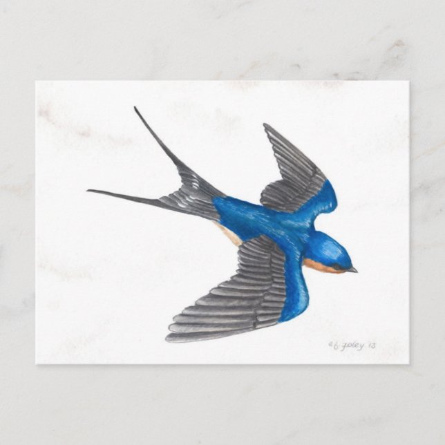 Barn Swallow Postcard (Front)
