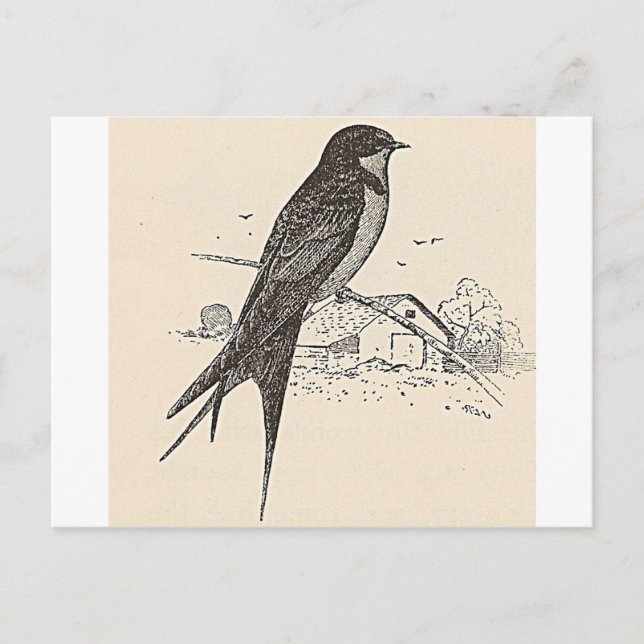 Barn Swallow Postcard (Front)