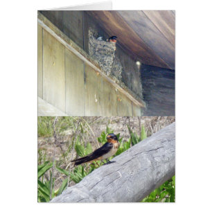 Barn Swallow Series