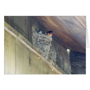 Barn Swallow Series