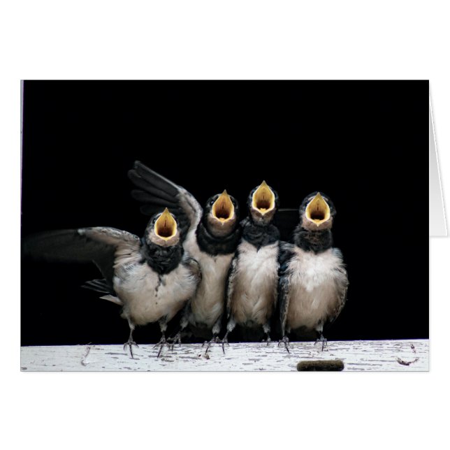 Barn Swallow Singing (Front Horizontal)