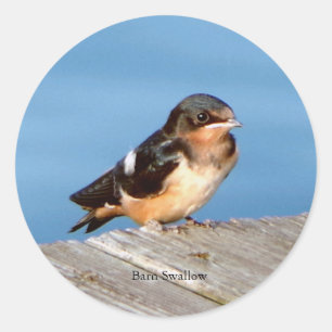 Barn Swallow sticker