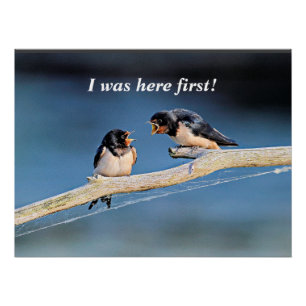 Barn swallows arguing, poster