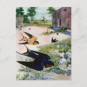 Barn Swallows Fly Around Old Outbuildings Postcard