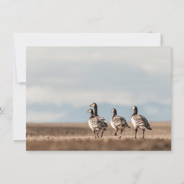 Barnacle Geese Nature Photo Card (Front)