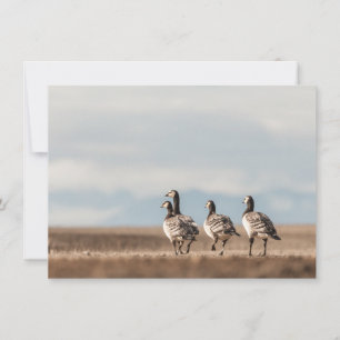 Barnacle Geese Nature Photo Card