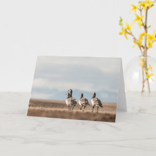 Barnacle Geese Nature Photo Card