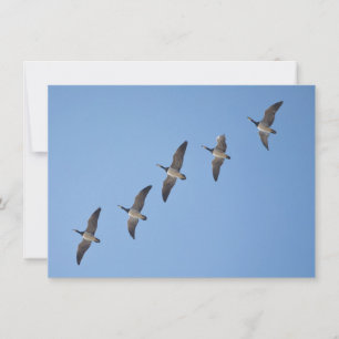 Barnacle Geese Nature Photo Card