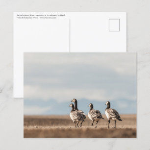 Barnacle Geese Nature Photo Postcard