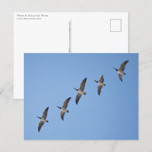 Barnacle Geese Postcard
